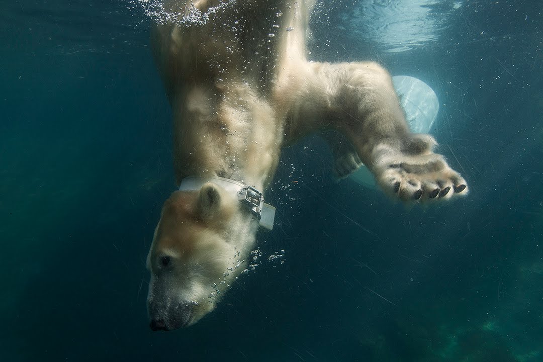 Белый медведь под водой фото