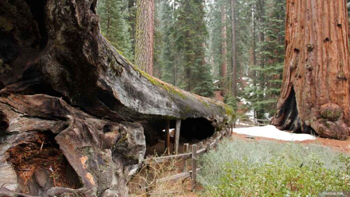 Sequoia National Park, California